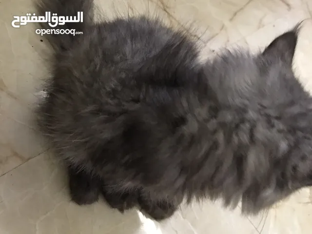 قط شيرازي اموره طيبه
