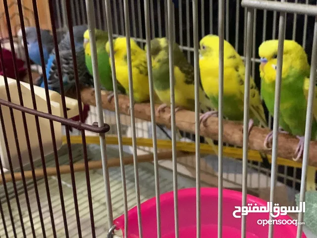 Budgies available for sale