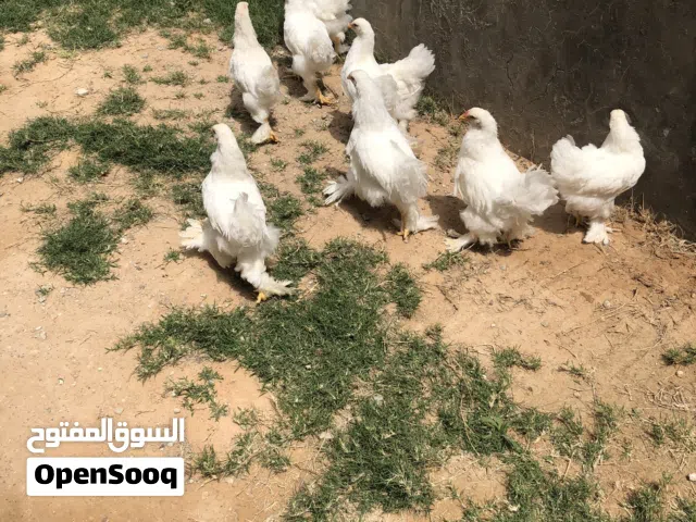 متوفر كتكوت براهما  العمر 3 شهور  9 طرف مكان طرابلس