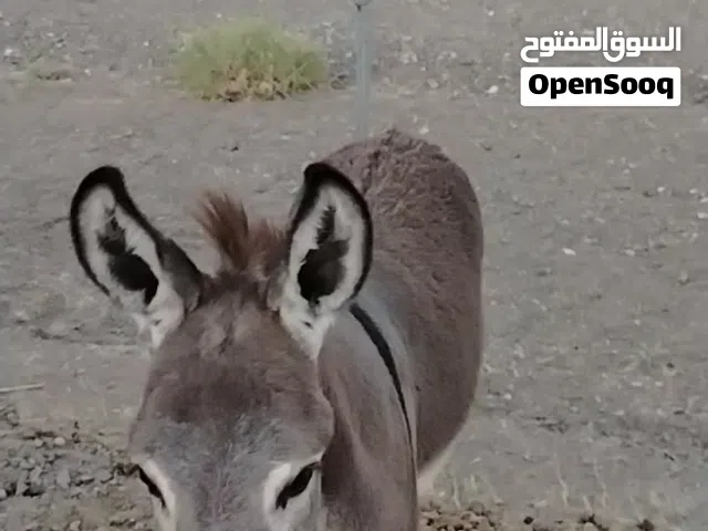 للبيع جحش العمر 5شهور
