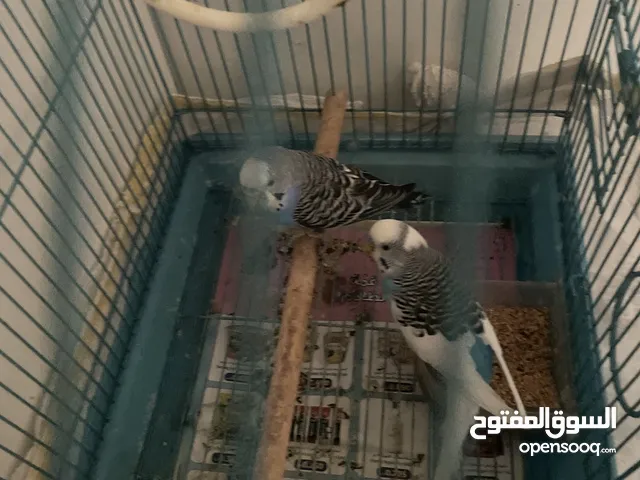 للبيع طيور حب
