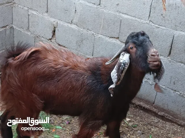 صخل للبيع في صحه جيده