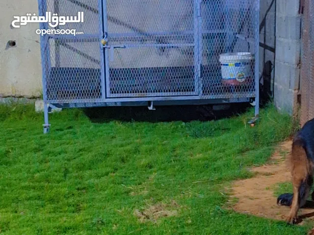قفص حيوانات وطيور بالعجل