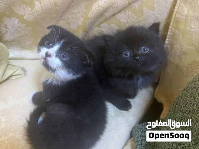 للبيع كتنز سكوتش فولد For sale kittens