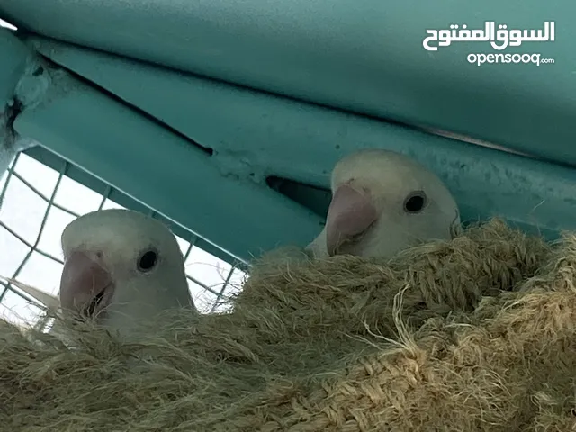 طيور روز ذكر و انثى