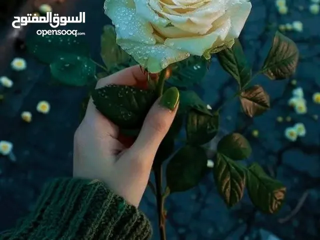 منزل مستقل للبيع دورا الخليل