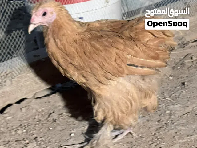 دجاجه براهمه بوف