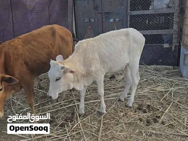 للبيع عجاجيل بكر