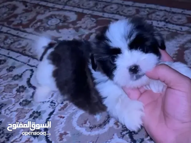 أنثى جرو سوبر ميني شيتزو بيور