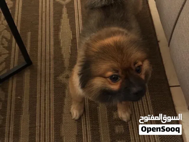 الكلب على السوم