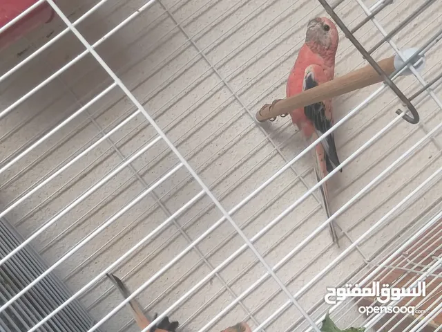 بسم الله ماشاء كوبياه حجم جانبو منتجه في الطويل نافخ في الجديد سعر 780