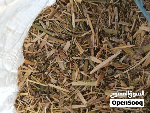 تبن فول دراسه قبل اسبوع