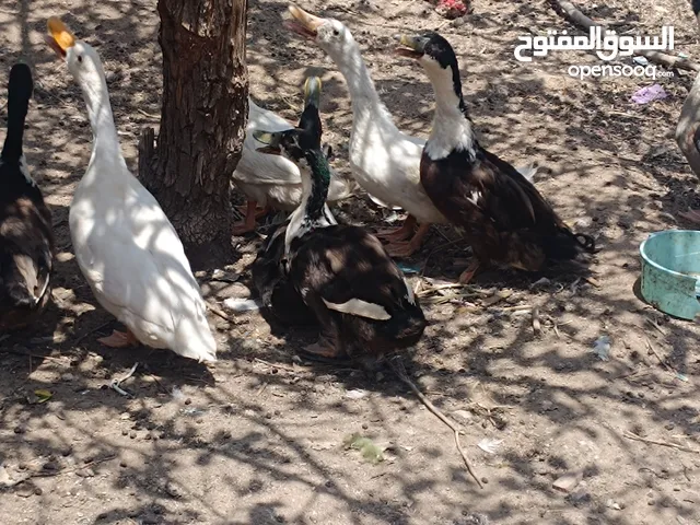 بشوش للبيع العدد 10 مكان الزبير التك ب5 قفل
