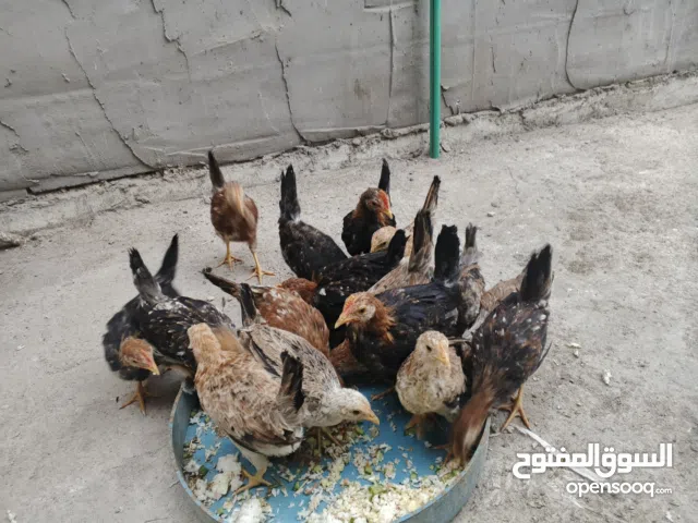 متاح فروجات كويتي دندراوي من رس وائل