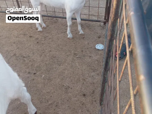 ماعز قزمي دافع على السوم