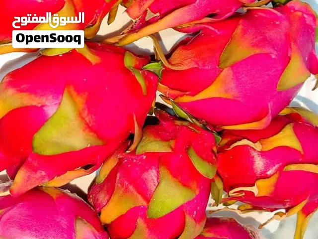 الان الان الان   موسم زراعة  الدراغن فروت (فاكهة التنين ) الابيض من الداخل  ذاتي التلقيح مكفول انتاج