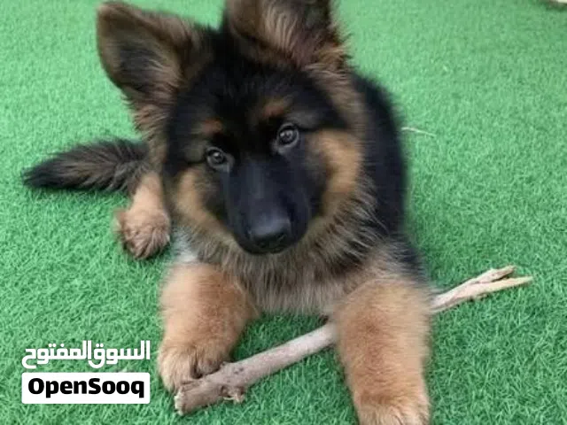 German shepherd puppies