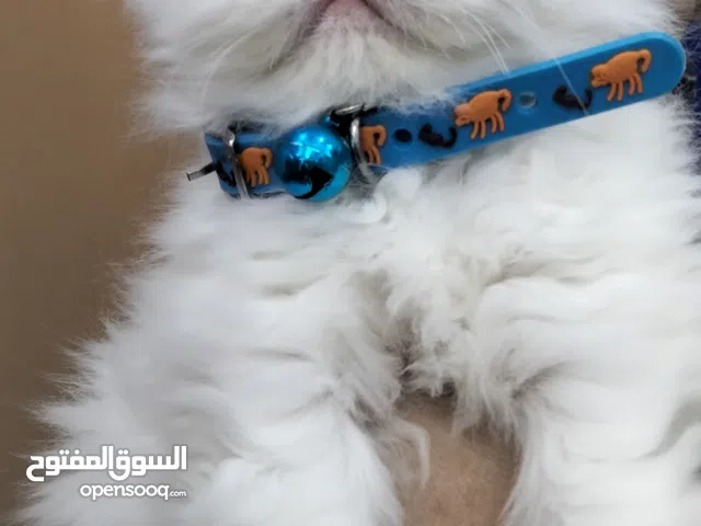 قطة بنت دبدوبة شهرين بيرشن مستوى عالى جاهزة لبيتها الجديد