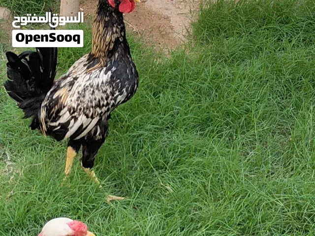 دجاج عرب اصلي منوع عمر 7 اشهر ابيع الكل شلع قلع ديوجه نشطات وملقحات