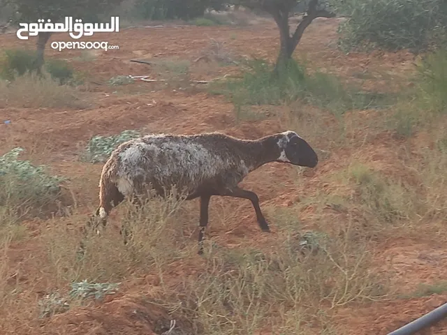 نعجة للبيع