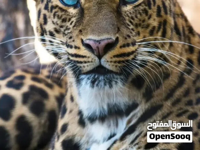 محتاجه سبلت. رخيص حد 50