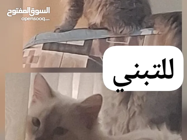 العمر 7 شهور لعوبين مع الاطفال متعلمين ليتر بوكس الاكل دجاج مفيوح وفود دراي م عيسي لمن يعتني بهم فقط