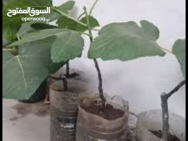 شتلات التين الهندي