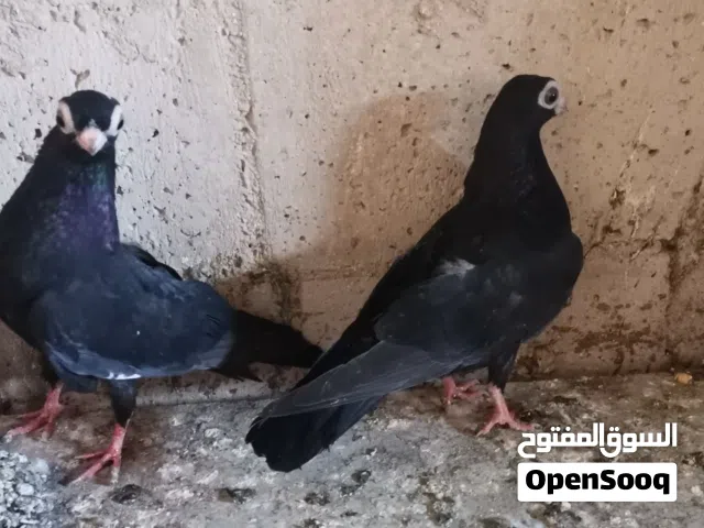 فراخ فنرات لون اسود تبارك الله قد كفة الايد