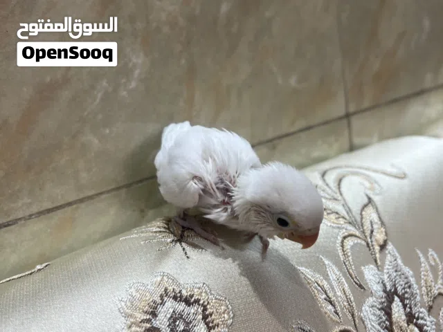 فرخ غندور زق مكاني حي العامل  ما بقيلة اسبوع وينفطم اقل الاسبوع