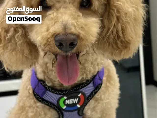 Premium Toy Poodle for Sale