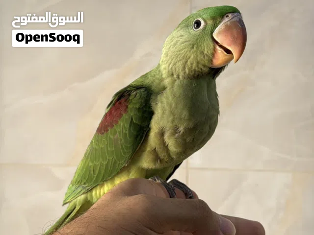 متو نيبالي حجم كبير Nepali Parrot bird