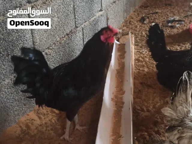 فراريج للبيع وزن الله يبارك عمرهم 7شهور