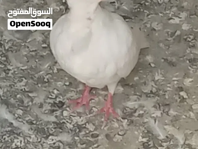 حمام كش بدايت كرش حمام علا الأول