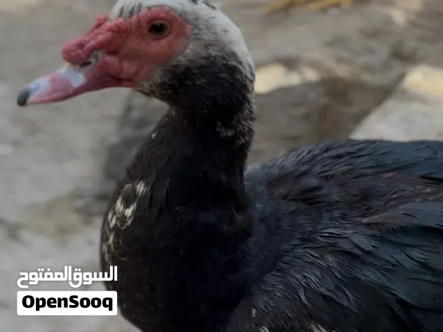 بش مصري للبيع