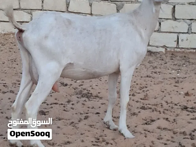 عناق سلالة سانين كيف كسرت الثناية