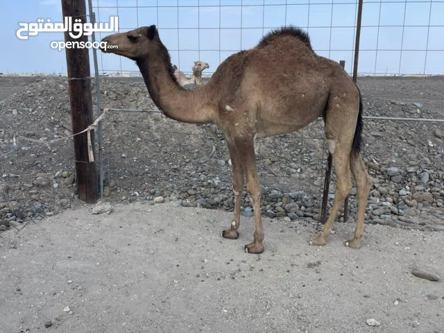 الاسم فرحة بنت فرحة الاب ود سمحة