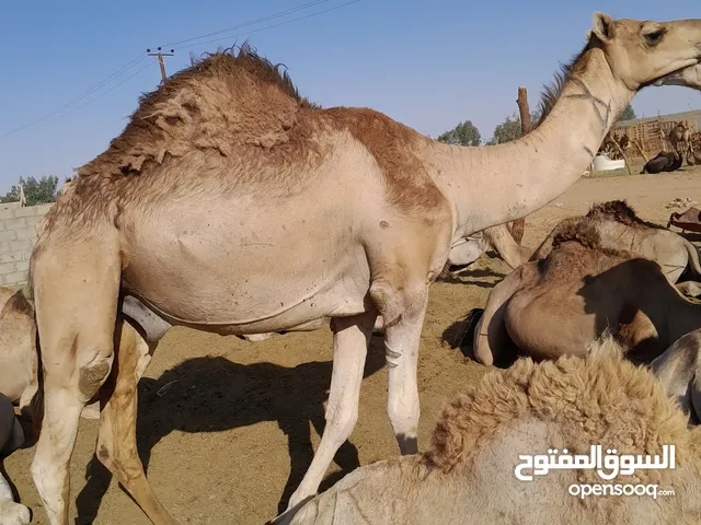 12 قعود تبارك الرحمن مقاريس المكان سبها سوق شارع الاربعين