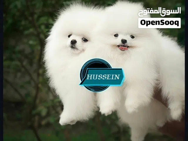 Pomeranian هل أنت من محبي ل Puppy's فنجان شاي بوميريان كحيوان أليف ) صغير جداً xxs ) تي