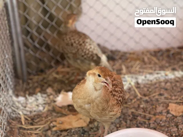 للبيع زوج صفارد باكستانية جامبو-سمد الشأن