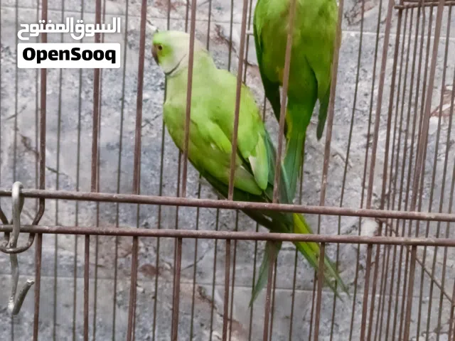 زوج دره محلق 21