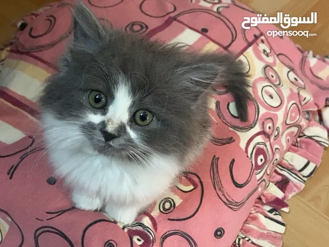 قط بعمر ال شهرين نظيف مطعم لعوب هادىء