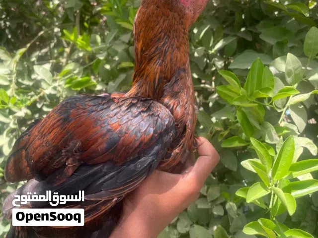 ديك باكستاني ودجاج