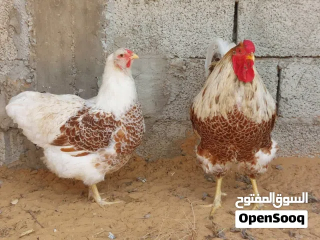 كوبية ون دوت بركاني منتجة مكانها الزاوية جوددائم