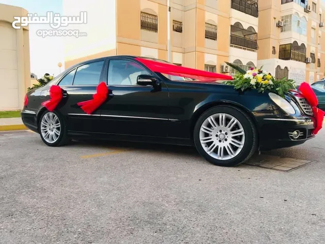 بابين صدر حمامة لون اكحل ملكي