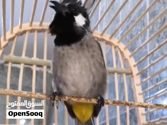 متاح بلبل هملايا