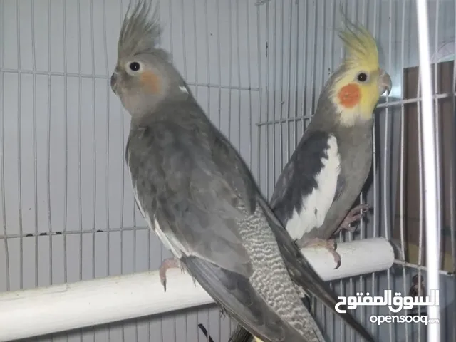 جوز كوكتيل ما شاء الله اقرأ الوصف السعر قابل للتفاوض