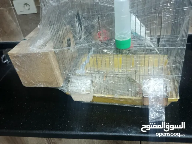 جوز حب شغالات ومنتجات الفحل كرست الوان حلوه كان تحتيهم 3 بيضات وتكسروا بالغلط عند النقل وحاليا بجهزو