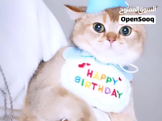 قط بريتش بيور