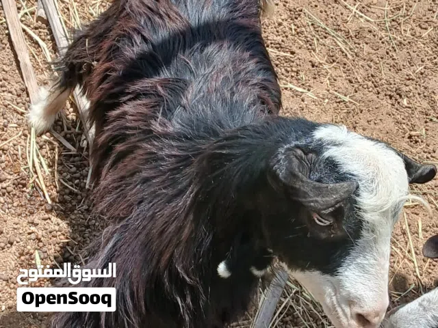 تيس للببع من عزب سعديات
