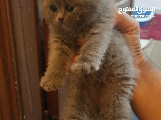 سكوتش كتن بيور للبيع